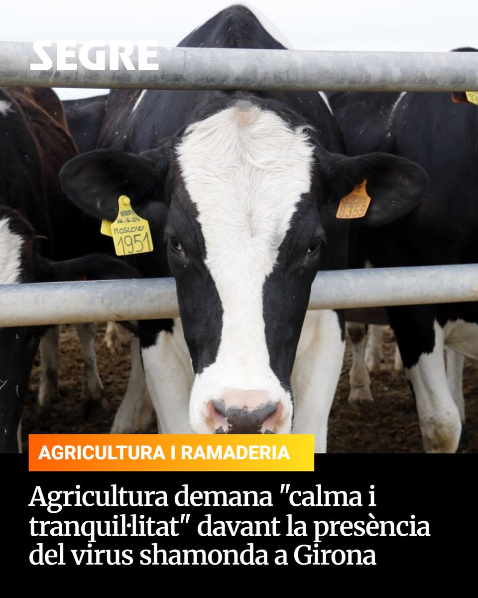 SEGREcom's tweet photo. Òscar Ordeig demana «calma i tranquil·litat» pel virus Shamonda detectat en tres granges gironines: no hi ha risc per al consum de carn i llet ni caldrà sacrificar animals. 🐄 👉 https://t.co/0FkU2GxVrd https://t.co/uFhuF0nDU2