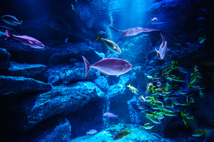 kapaguy's tweet photo. すみだ水族館の小笠原大水槽。小笠原の海の色ボニンブルーの正しい青色を知らないんで現像に四苦八苦(笑)。小笠原ダイビングいっぺん行ってみなあかんなあ
#すみだ水族館 #中村元の全国水族館ガイド https://t.co/SvK9AZwI8g https://t.co/G2mRr4TDS2