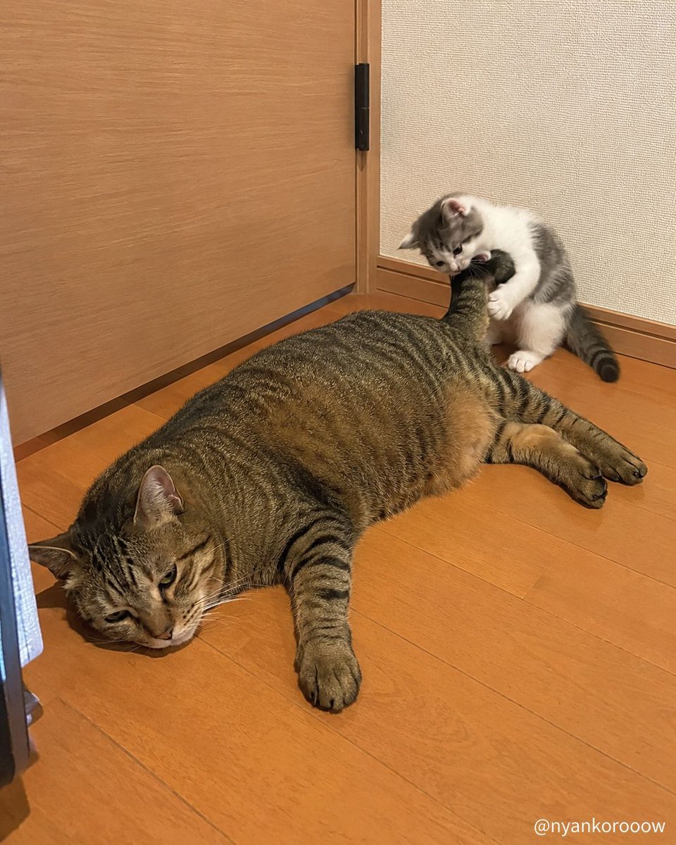 nyankorooow tweet picture