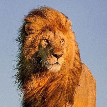 gadabala110's tweet photo. میگن شیر ایرانی منقرض شده پس این چیه ؟

امیر سیاری
با ۷۵ درصد جانبازی https://t.co/ozNkKbpsfW