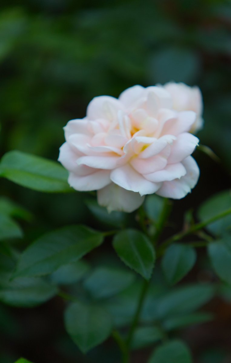 Run_fly_Smile's tweet photo. Give peace a chance 😊

John Lennon

#Peace #JohnLennon #Rose #Flower https://t.co/Wwt1frORux