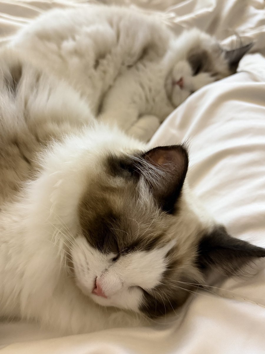 firstonefanclub's tweet photo. อาต้อยกับอาแจ้นี่เหมือนอาเควิ้กเยยนาเนี่ย🐈✨

#แหมวของอาเควิ้ก https://t.co/UYySE8De4V