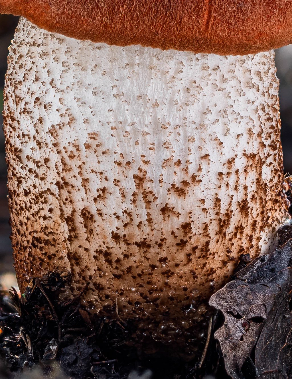 Luke's Mushrooms on X: 