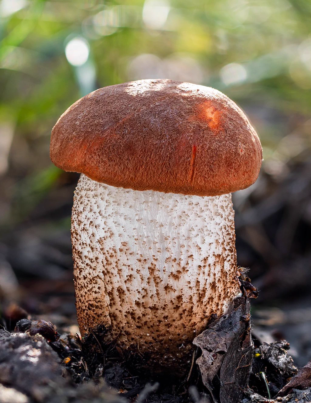 Luke's Mushrooms on X: 