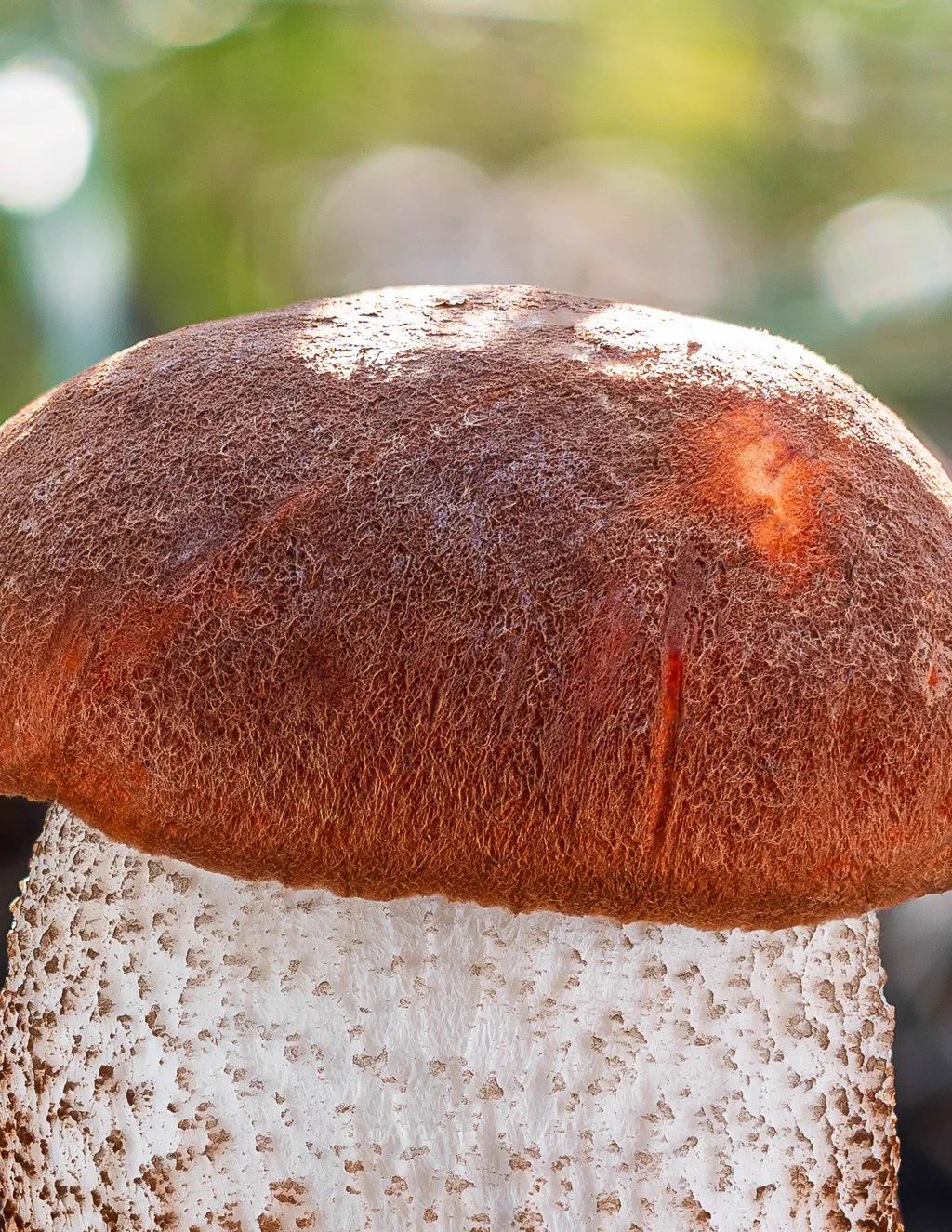 Luke's Mushrooms on X: 