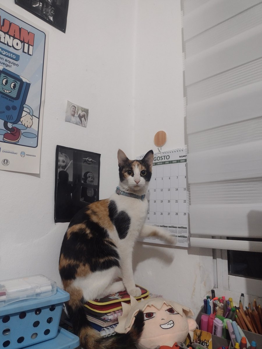 bustonicoletta's tweet photo. @memeeee_s Lo compradoras que son las tricolor, es toda una fachada para después hacer lo que quieran con tu vida, encima tienen un don para hacerse las boludas mal jajajakkja adjunto pruebas de mi gorda https://t.co/1nmBwTdkCW