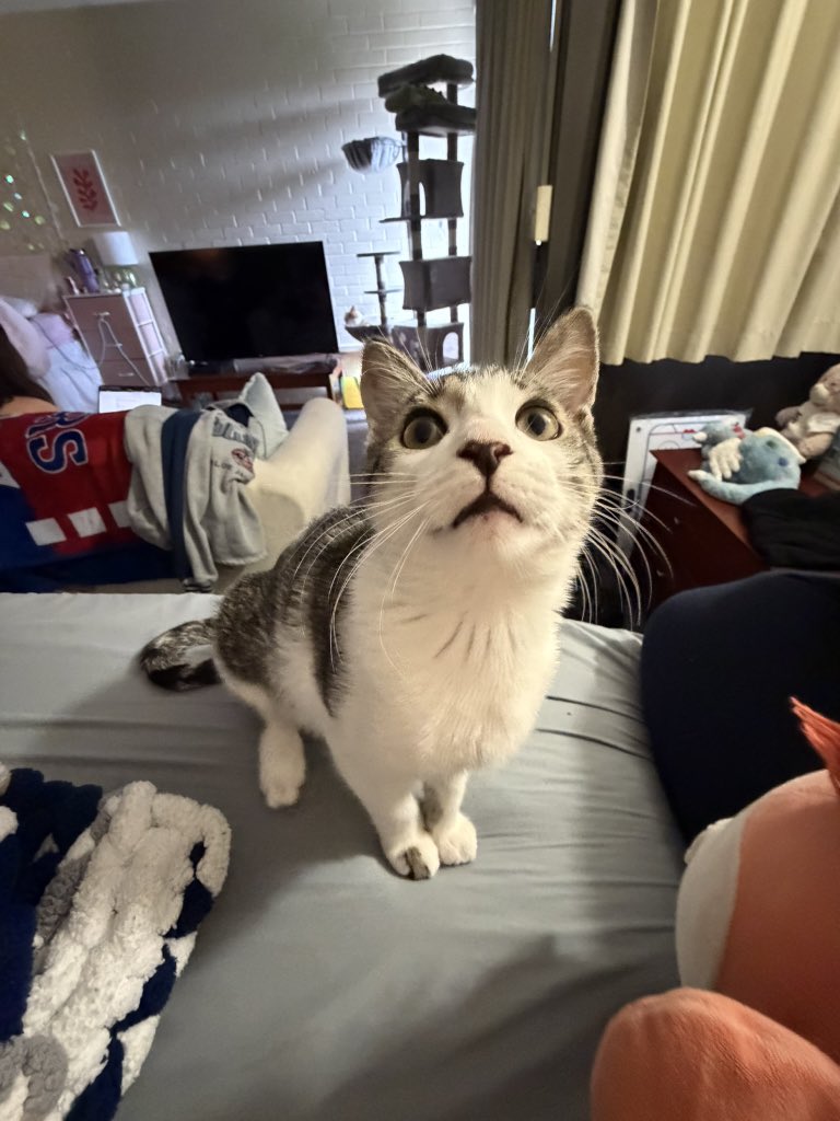 RenAndG0's tweet photo. @cemeteryplans this is thad he’s 4 months old!! https://t.co/T9cHvWXP5v