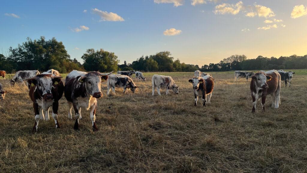 FarmersWeekly's tweet photo. How agroforestry can help build a farm's climate resilience - Farmers Weekly https://t.co/oFlkt68f6x https://t.co/ocJxidrQPG