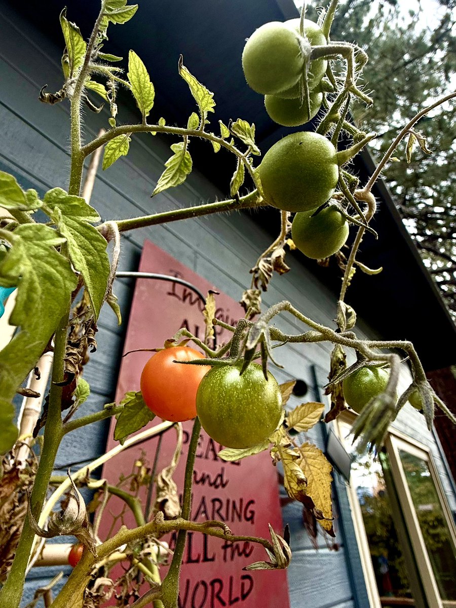 julesinthemoun1's tweet photo. Fall …in the garden https://t.co/sSJW9KeHYY