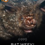 Photo by Small Mammal Conservation Organization (SMACON) (@smaconbats)