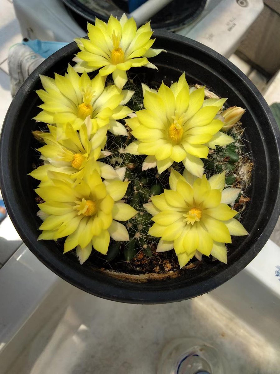 b_keau0's tweet photo. [今日はちょっと変わったお花を見かけた、手で大きく回すとぽんと弾けるんだ。](翻译：今天看到了一种有点特别的花，用手抡起来转大圈的话会嘭地爆开哦。) https://t.co/678V3gOltT