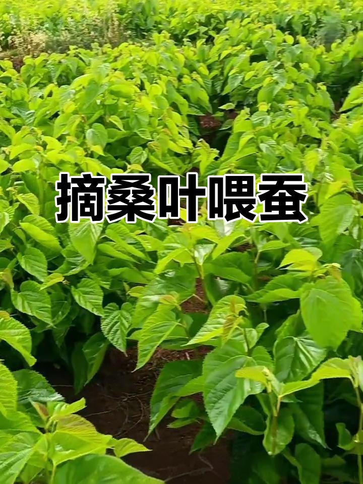 sssun61's tweet photo. [芭径蚕]の物語を知ってる？その生態がとても神秘的なんだ https://t.co/1fCnKVIFxy