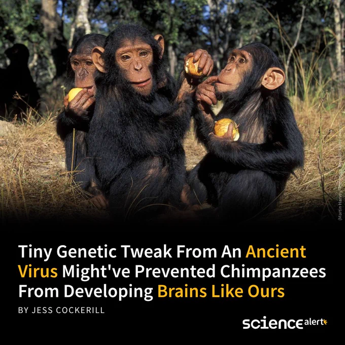 Tiny Genetic Tweak From An Ancient Virus Might've Prevented Chimpanzees From Developing Brains Like Ours