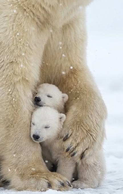 bearswords7sxf's tweet photo. https://t.co/tWjn7x50LE