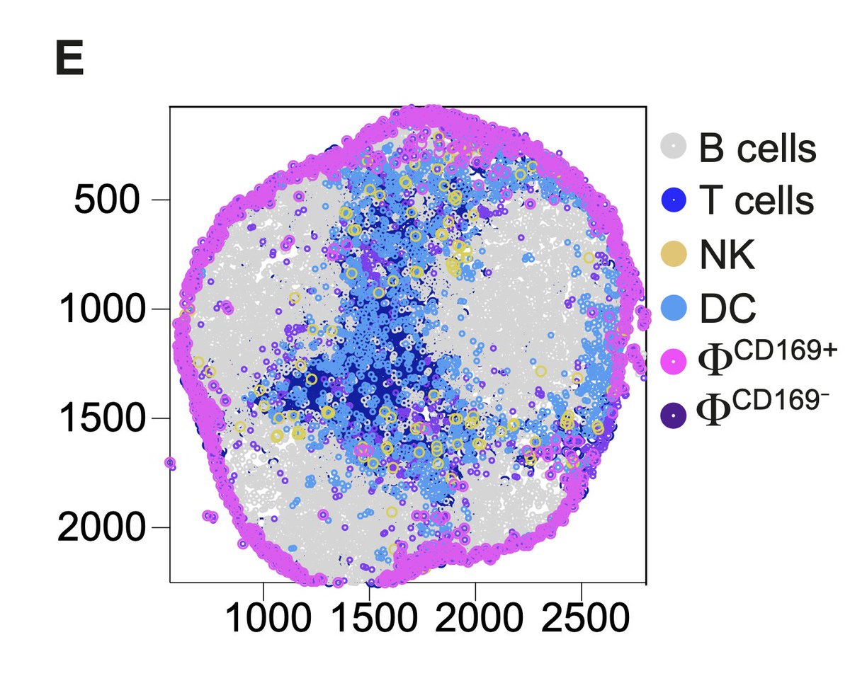 AppleHelix's tweet photo. Super interesting paper suggesting lymph node protects plasma cells from ADCP. Might explain why TCEs and CAR-Ts work better in depleting B cells in lymph nodes.

I wish they measured BCMA instead of CD19.

The pink and purple are macrophages. 

https://t.co/xwEV7iNzGm https://t.co/PSgpD8EoFe