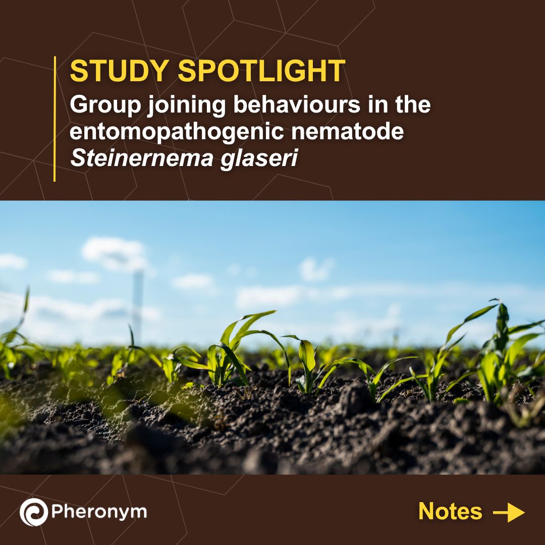 pheronym's tweet photo. STUDY SPOTLIGHT 🌟 Group joining behaviours in the entomopathogenic nematode Steinernema glaseri.

🔗 Check out the full study 👉 https://t.co/28PecQg6R9

#nematodes #biocontrol #pheromones https://t.co/wDqbSnDUGH