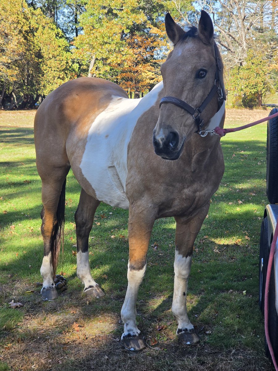 HorseGirl's tweet photo. Brass Monkey, that chunky monkey.

Old age, can suck a fattie.

26, and going strong. 

🐎🥃❤️💪🏻 https://t.co/Um8XCxtDmu