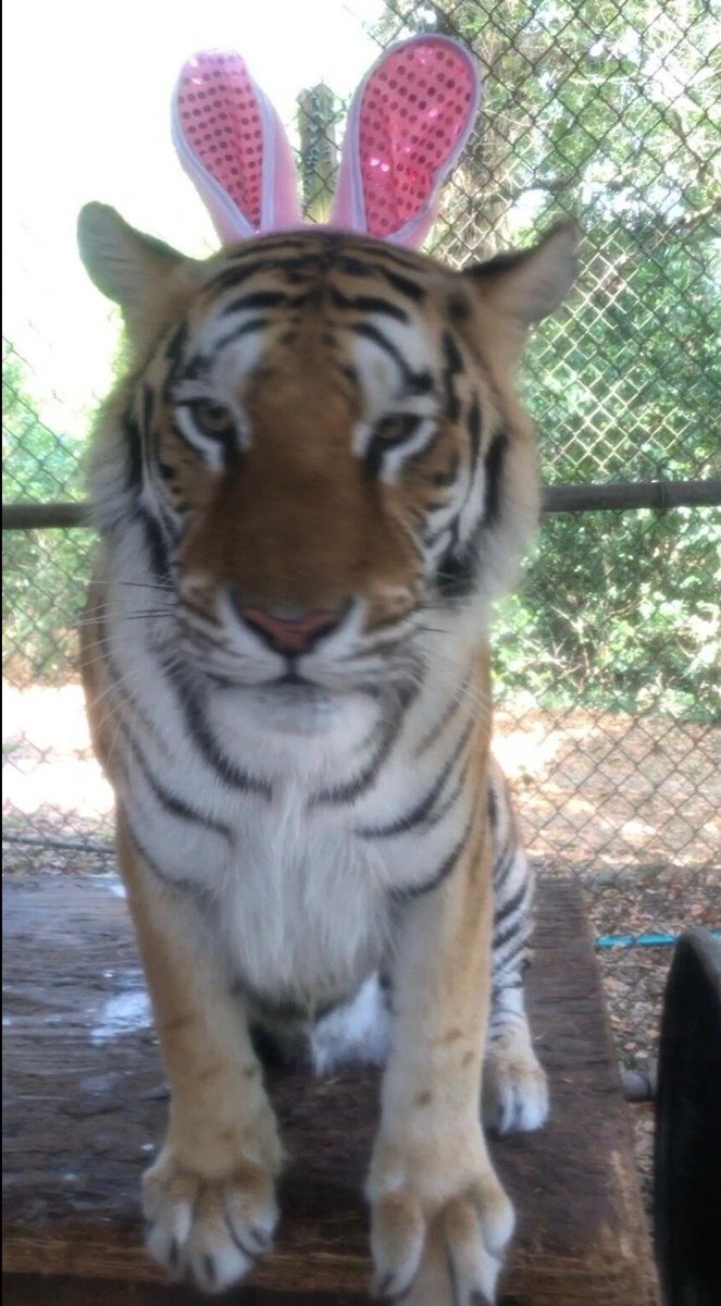 Beebothetiger's tweet photo. bnnuy https://t.co/i6FqNQCwhU