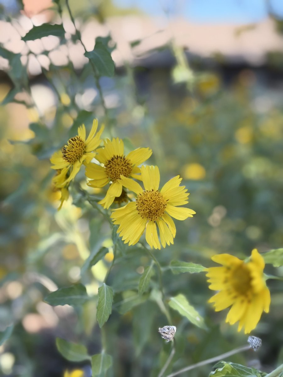 KenBlackwell155's tweet photo. It’s a feel good Friday and beautiful day to be visiting Oklahoma City. 🌼🌻🌞😎the “house cat “ says hello.
@KenBlackwell14 https://t.co/GpPIqzj3xE
