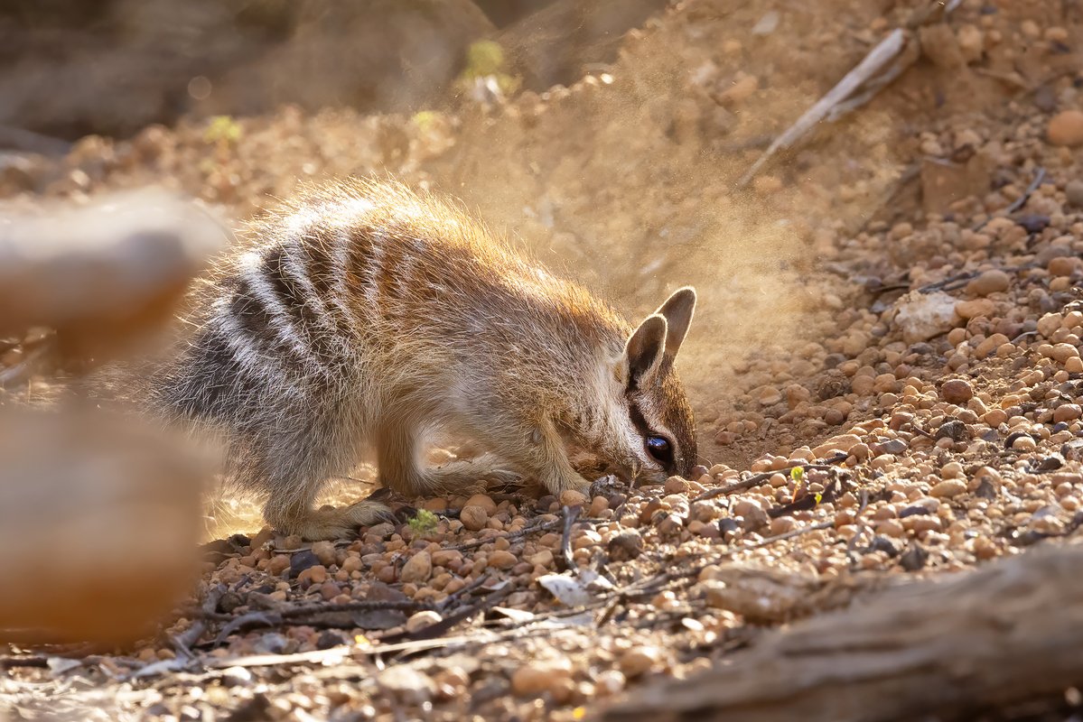 mammalsoftoday's tweet photo. this is a numbat digging for termites

they eat up to 20,000 of them a day

📸: patrickkavanagh (CC BY 4.0)
https://t.co/L14iOkddOI https://t.co/pXxkUZiP9k