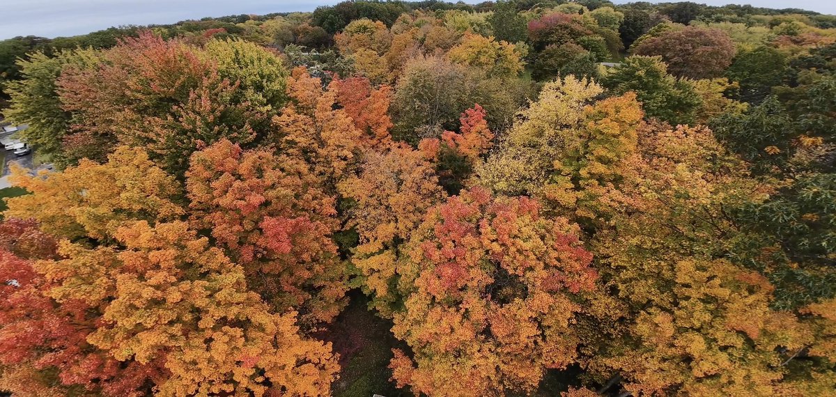 EricWFMJ's tweet photo. Peak colors in Howland, from Greg. https://t.co/nYMIBTlj1c