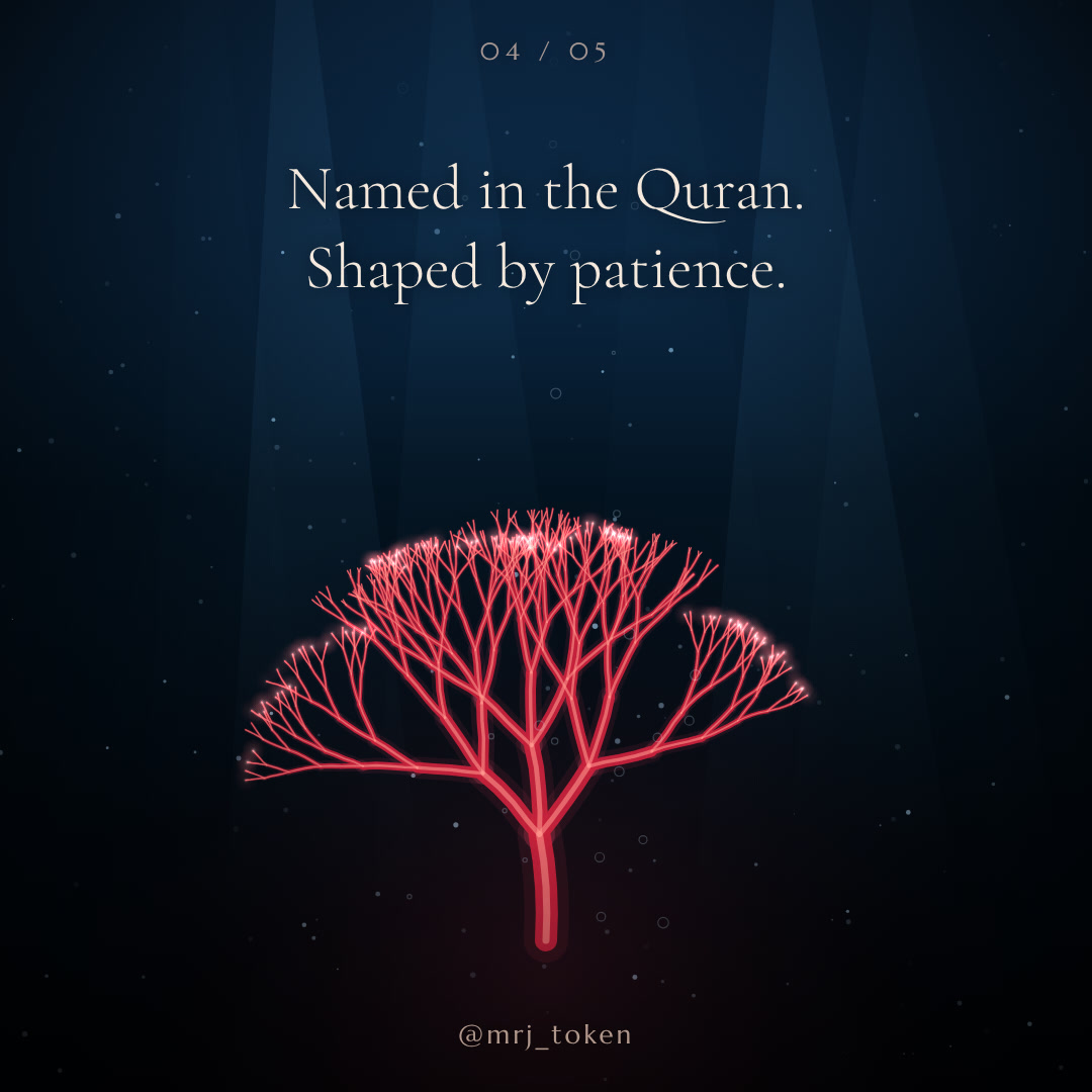 MRJ_token's tweet photo. Named in the Quran. Shaped by patience. 🌙
Do you know which verse? Reply below 👇
#Marjan #Halal #Coral https://t.co/PRiOZHJZCP
