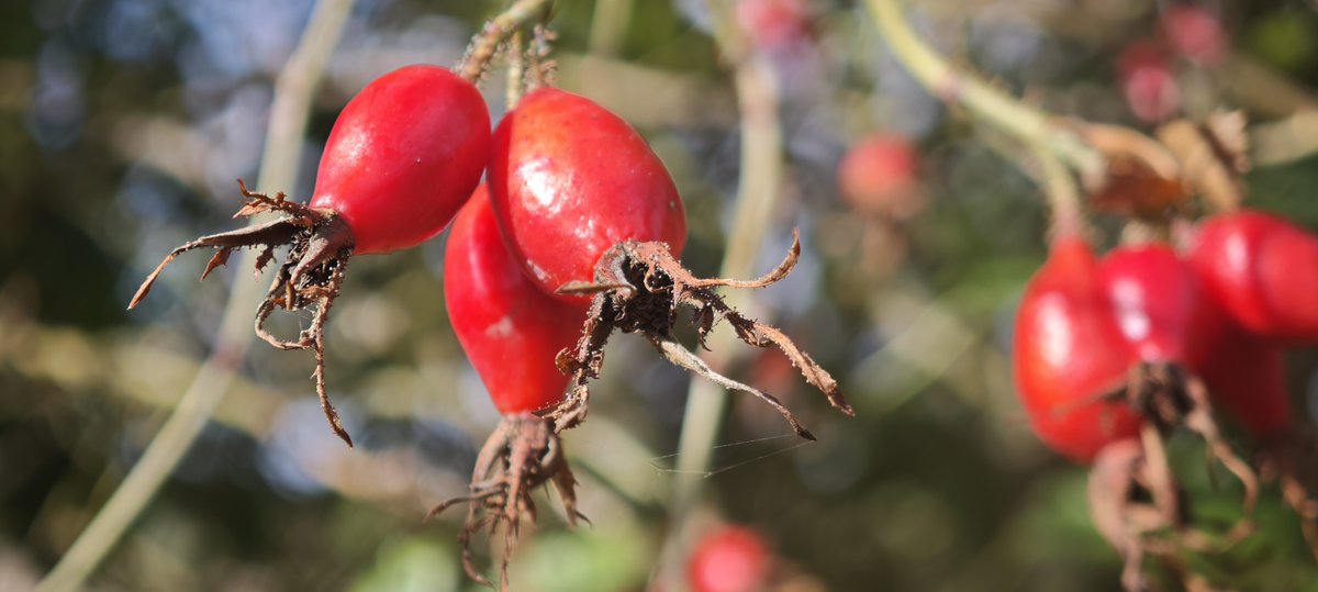 fernwehfoto's tweet photo. Einen schönen Start ins Wochenende..

#natur #Herbst https://t.co/VOUrn7j1CI