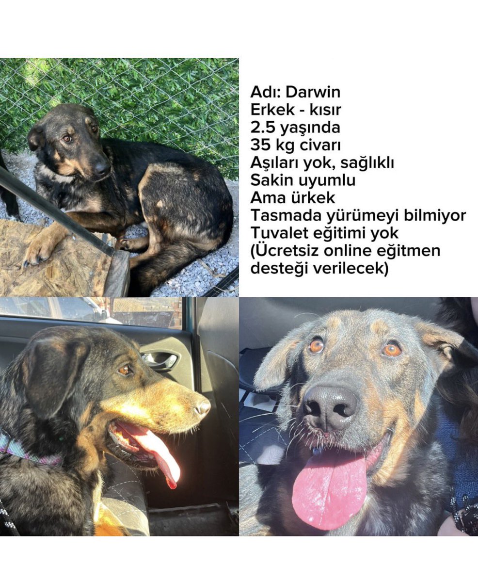 ayse0zer's tweet photo. Ege Üniversitesi kampüsünde yıllardır öğrencilerin bakımını üstlendiği 170’ten fazla köpek yerlerinden edildi. Aralarında yaşlı, hasta ve düzenli ilaç kullanması gereken köpekler de var.

Şimdi onlar için AcilYuvaArıyoruz

Sen de beş arkadaşını etiketleyerek sesimizi duyurmamıza destek olur musun?
@CrazyDaisyMls @RedCrow08 @nah_ic_ @alwaysanimals34 @euhayvanhaklari @dynabella43