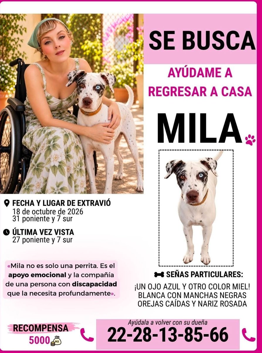 Diario_Cambio's tweet photo. 💔🐶 ¡Verónica no pierde la esperanza de volver a abrazar a Mila! Desapareció en Puebla

Mila desapareció el pasado 18 de octubre en la esquina de la 27 Poniente y 7 Sur, en Puebla capital. Su dueña, Verónica Toledo, no ha dejado de buscarla y pide el apoyo de la ciudadanía para encontrarla y traerla de regreso a casa

Una cámara de seguridad captó el momento en que una persona se acercó a la perrita, pero hasta ahora no se sabe qué ocurrió después.

📢 ¡Ayudemos a que Mila vuelva con Verónica! Si tienes información sobre su paradero, comunícate a los teléfonos 222 813 8566 o 229 109 7541

#diariocambio
#Puebla
