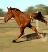 antonioivski's tweet photo. @AI_Screening @Kimi_Moonshot @claudeai Kimi tries to converge towards the two-legged horse. There is something poisoning the data. https://t.co/gvYqUb3krY