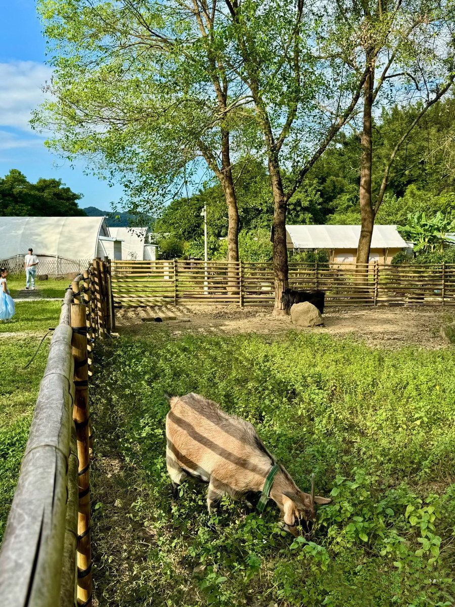 TakahiroMurata8's tweet photo. 蒲団を干しに出かけたら、庭で驢馬が共に草を食んでいた。今日の小さな幸せ。 https://t.co/GnWL36NmY0