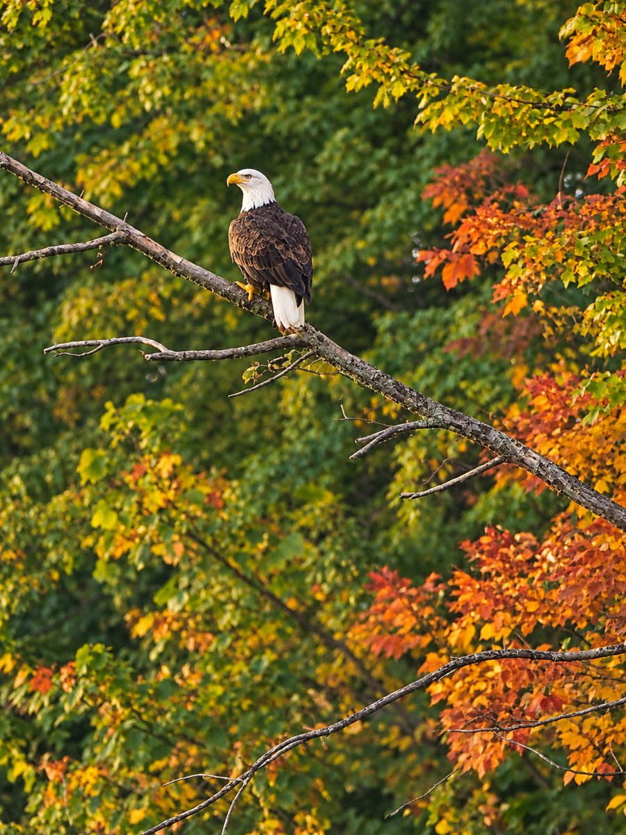 13WHAM's tweet photo. We're seeing peak fall colors in this week's edition of Your Photos!

FULL GALLERY: https://t.co/QHgepYn254 https://t.co/uLP0xhqLli