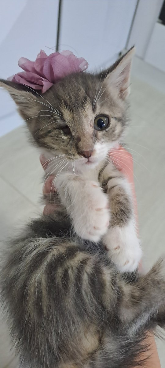 Ankarayuvarama's tweet photo. Sıcak bir yuva vicdanlı bir insan arıyor. 
Korkudan titriyor... doğduğu günden beri korku içinde yaşamış minicik bir can
Tek gözü yok ve sokakta yaşayamaz şu an box içinde yuva bekliyor yerim yok bir avuçluk yeriniz var mı?
ANKARA 
0541 649 28 92 
2 aylık erkek https://t.co/k6nsBsEM98