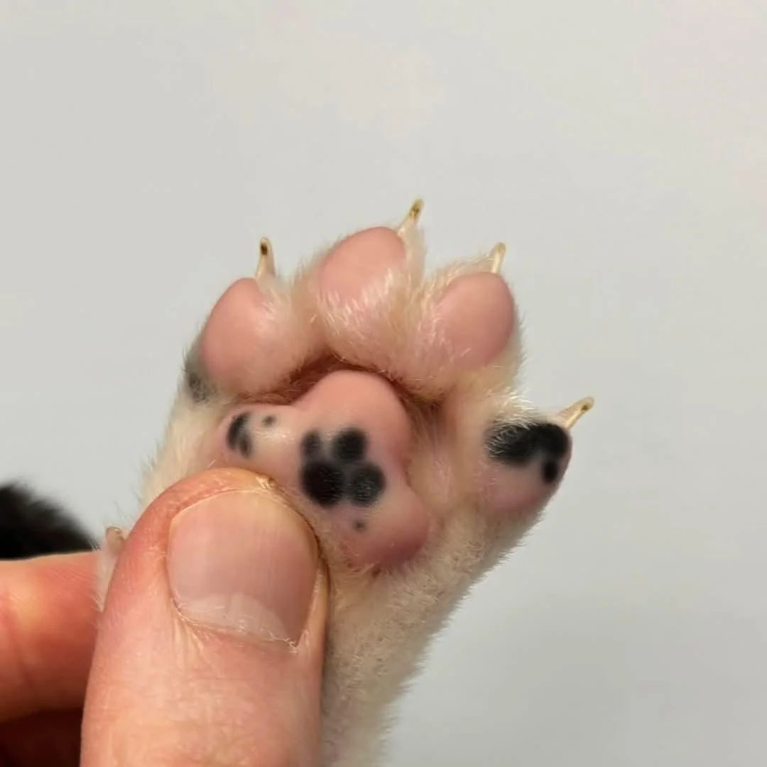 purrtacular's tweet photo. There's a paw, in a paw https://t.co/qqYEWOrrVj