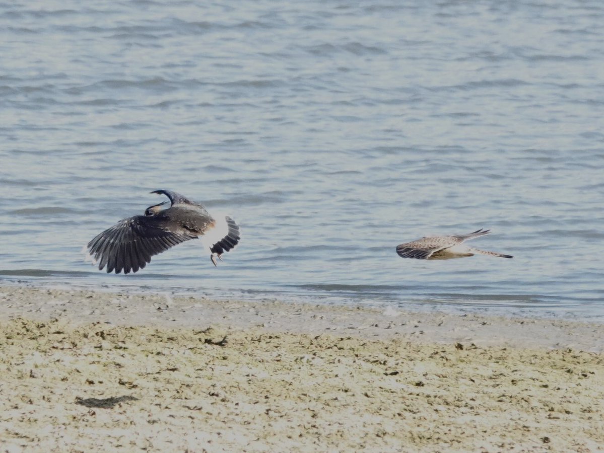 loosemum's tweet photo. For #FlyDay Female Kestrel + Lapwing being followed by her. 16/10/26 Pitsford NR @wildlifebcn https://t.co/1SUzTkGv0G