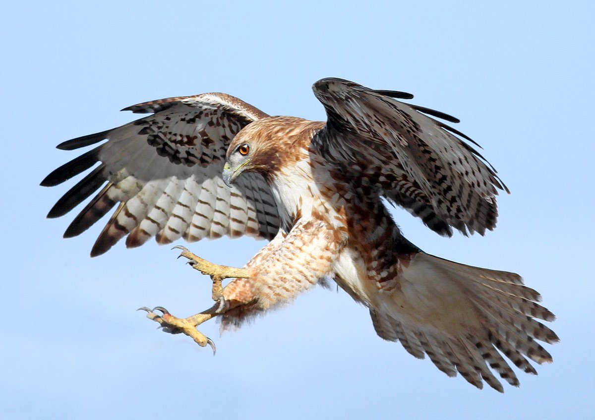 MaxTillmanWHP's tweet photo. @birdsoftoday Rad-tailed hawk. https://t.co/soX1m6b3ol