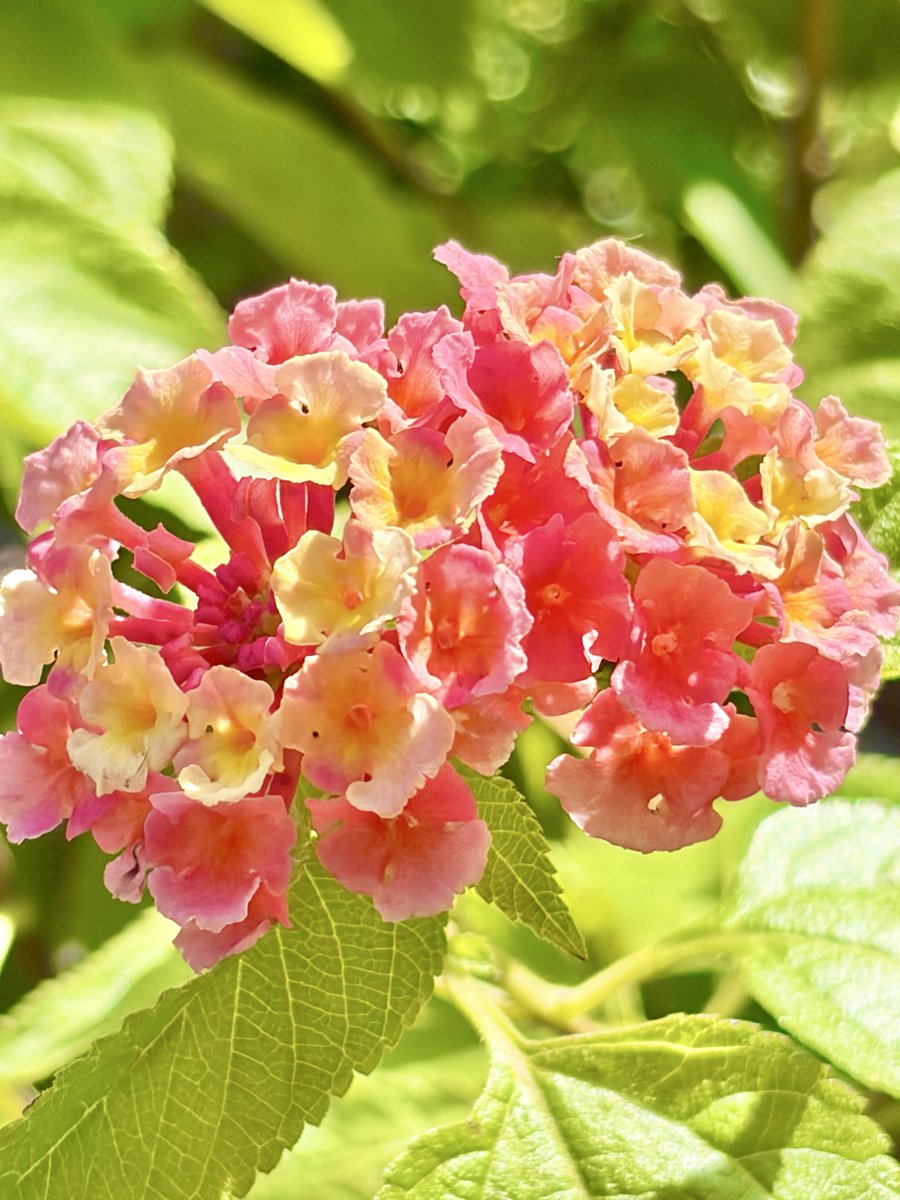 SorawaAo24's tweet photo. ☀️🌈🌸🌱✨✨✨
あなたが笑顔になります様に✨🙏✨
いつもありがとうｺﾞｻﾞｲﾏｽ🌸🌱✨✨
#TLをお花でいっぱいにしよう
#花好きさんと繋がりたい https://t.co/7BCYlxAGDo