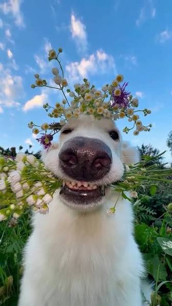DANIELASARozr6's tweet photo. @juanfhoms Pues aqui te vengo a dejar flores para que te sientas bien https://t.co/QeOwd0d6Jm