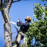 Photo by Driscoll Tree Service (@DriscollTree)