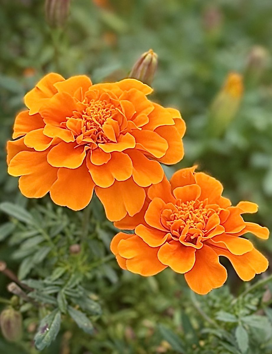 Rw37R's tweet photo. おはよ(*ˊᗜˋ*)/♡

朝のお花は⋆⸜ ⚘ ⸝⋆
   #マリーゴ一ルド 🧡
 ( ◜ᴗ¯)🤝(¯ᴗ◝ )仲良しさん

良い週末を
お過ごしくださ～い(ꕤ ॑꒳ ॑*)ﾉ

   🧡💛🧡🌱🧡💛🌱🧡💛🧡 https://t.co/j2xLTmxZUb