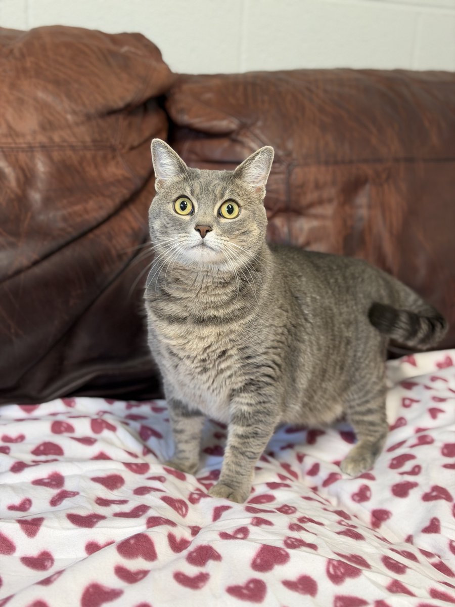 CityofNMB's tweet photo. Meet Lola! She's 15lbs and constantly looks flabbergasted 🩷

Meet: 843-249-4948
Apply: https://t.co/dQIJK2NfiD https://t.co/cdMHJcQhwk