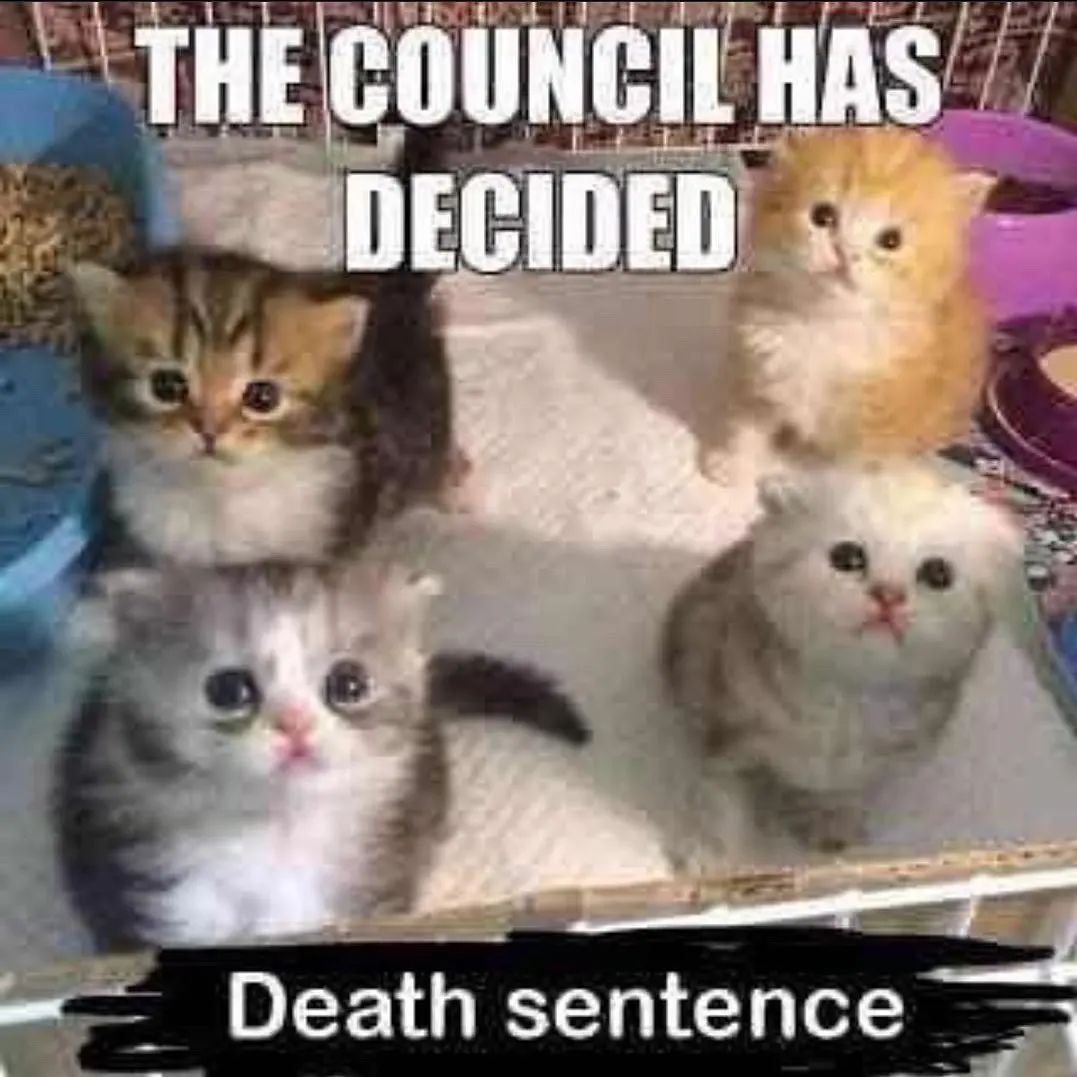 PunchingCat tweet picture