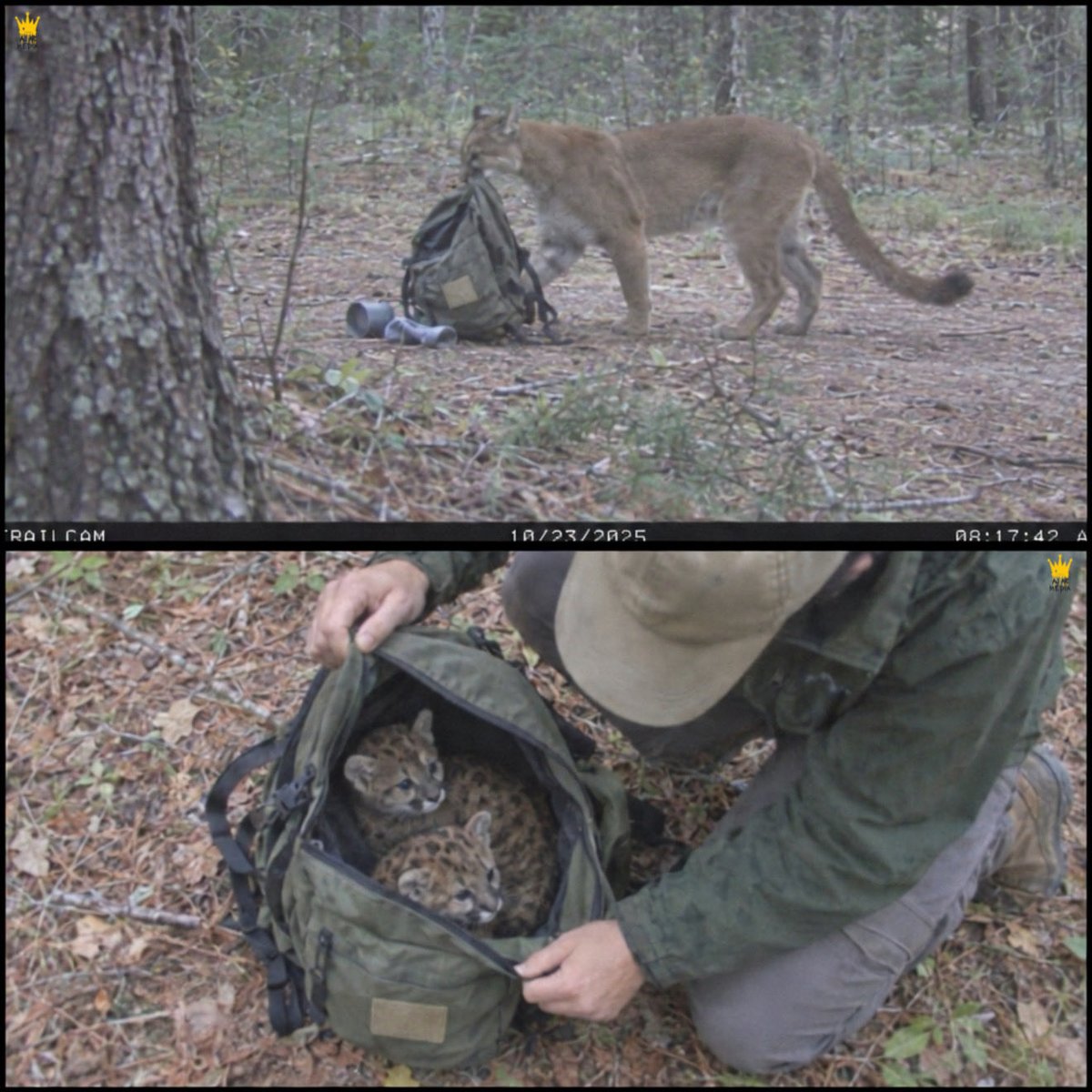 LovingCreaturez's tweet photo. Two hikers were horrified after discovering someone had apparently left mountain lion cubs inside an abandoned backpack.

According to the fictional account, the hikers had been walking through the woods when they heard faint cries that sounded like kittens. Following the noises, they discovered a backpack lying on the ground among the bushes. When they inspected it, they found two tiny mountain lion cubs curled up inside. Fearing someone had deliberately placed the animals there, they immediately contacted wildlife rangers, who arrived to investigate and care for the cubs. But something about the situation didn’t make sense.

After reviewing nearby trail camera footage, rangers discovered that an adult mountain lion had actually stolen the backpack from a campsite, dragging it through the woods while several belongings spilled out along the way. The footage then showed the mountain lion dropping the bag near her cubs, who curiously climbed inside while their mother wandered off.

Realizing the cubs hadn’t been abandoned, rangers searched the surrounding area and eventually located their mother nearby. She initially appeared extremely defensive, but after specialists carefully arranged for the cubs to be returned, the little family was reunited. The hikers had feared someone had stuffed two helpless cubs into a backpack and left them behind.

Instead, it appeared their own mother had accidentally given them a brand new place to play.

#wholesome #animals