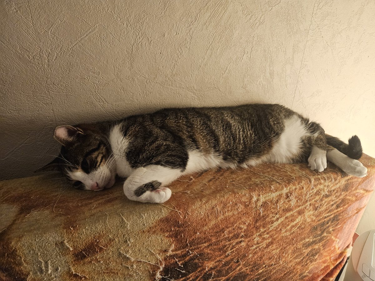 BenCalFil_A's tweet photo. Hiya pawdorable #CatsOfTwitter 😽🐾😻 today a toasty #JellyBellyFriday 😸 we wish yall a meowvellous #CaturdayEve full of joy and happiness ☮️💗☀️ #AdoptDontShop #CatsAreFamily #BeKindAlways #XCats #CatsOfX #TabbyTroop #PeaceOnEarth #Friyay #WeekendVibes #HappyWeekend https://t.co/lEPBcnfqvo