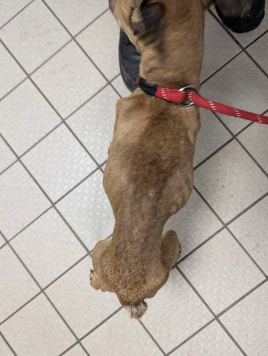 Perky_43's tweet photo. Another obese individual starving her innocent pets. 

🚨 ANIMAL CRUELTY: LIVERPOOL - ONE DOG DIED, THE OTHER WAS LEFT FIGHTING TO SURVIVE

Two young dogs were found so severely malnourished that both scored just 1 out of 9 on the veterinary body condition scale — the lowest possible score.

French Bulldog Benji weighed just 5.3kg, with his ribs, spine and hip bones painfully prominent. Bichon Frise Pixie weighed only 2.9kg and was buried beneath filthy, tightly matted fur.

Vets concluded Benji had been starved for a “long period of time”. Pixie had to be sedated to remove her matted coat, only for vets to discover liver disease. Sadly, euthanasia was deemed the kindest option.

Their owner, Danielle Southern, 30, of Saunby Close, Garston, admitted two animal welfare offences.

At Liverpool Magistrates’ Court, she received an 18-month community order, was ordered to pay £500 costs and was banned from keeping animals for 10 years.

Benji survived, recovered and found a new home.

Pixie never got that chance.