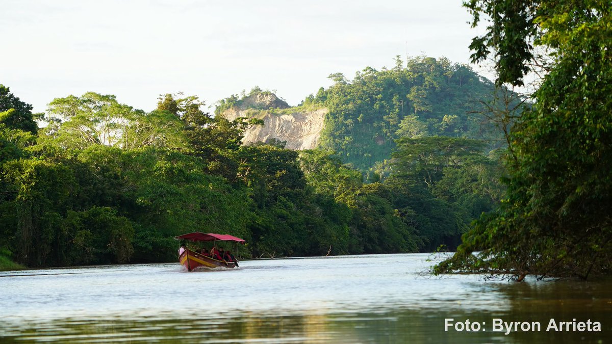 adiarionic's tweet photo. 🌿🌅El Rama, un paraíso natural de la Costa Caribe Sur de #Nicaragua, cautiva con sus paisajes verdes y sus ríos, que forman parte de la belleza del municipio. El Río Rama destaca por sus aguas y su entorno lleno de #vegetación, donde también habita una gran variedad de #fauna.🐊 https://t.co/9QsWExBHEO