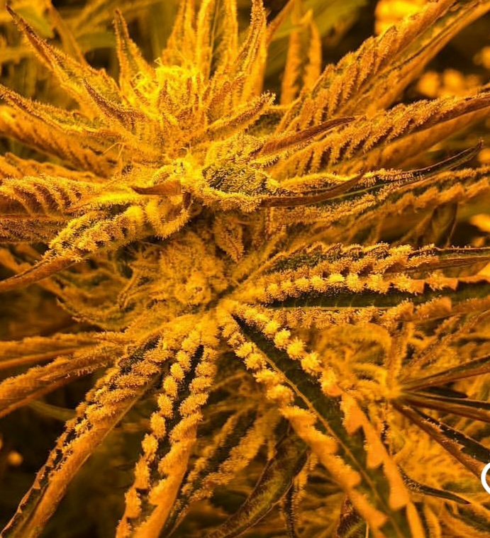 JINXPROOF230570's tweet photo. "PUCKER PUNCH" JINXPROOF GENETICS 
https://t.co/x8S9joo4Ox https://t.co/OktIx24K6Y