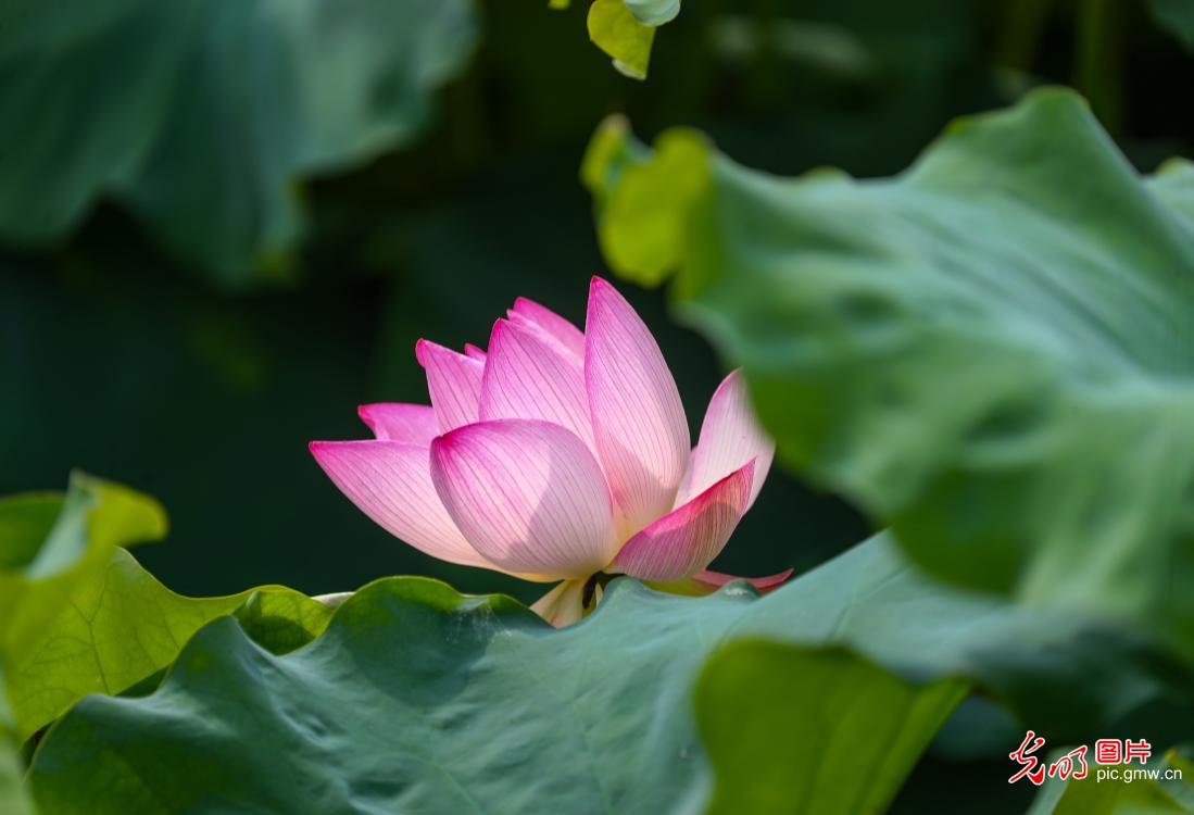 N05139756's tweet photo. [波の音に揺れる二枚の蓮の花、君と見た夏の思い出が胸に満ちる]， https://t.co/vAFfWB11nc