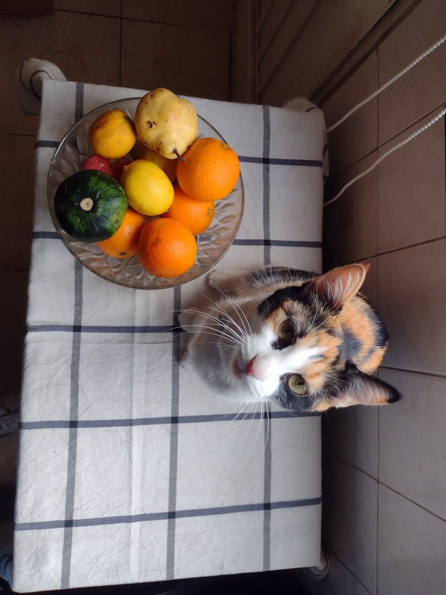 bustonicoletta's tweet photo. @Ankris_Raiden amo a todos los gatos por igual (mato por ellos ah) pero hay que admitir que las gatas calicas son infinitamente superiores estéticamente, adjunto pruebas de mi bebé Mandarina https://t.co/azo4LZxJW4