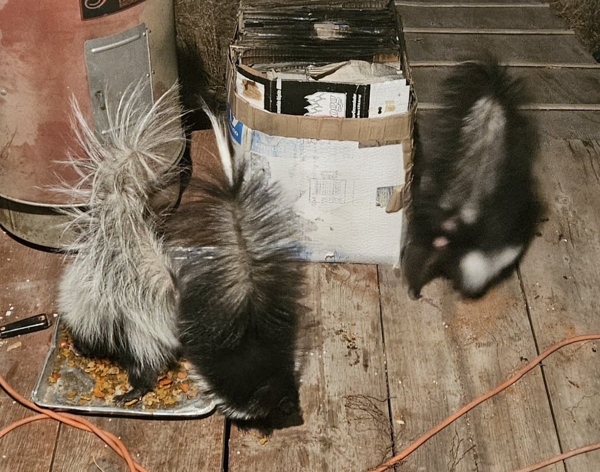 sumdumgi1's tweet photo. @iheartmindy That Karen would hate me. I feed the skunks and raccoons at my house.🤣 https://t.co/ZBNYrEKoIv